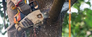 Professional Tree Services in Harvard, NE